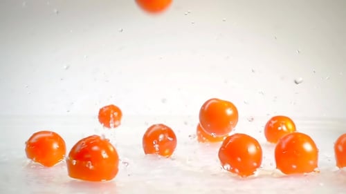 Tomatoes Dropping From Above in Studio Isolated on White.