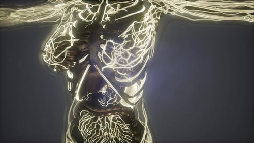 3D Glowing Human Lymphatic System Anatomy Medical Visualization