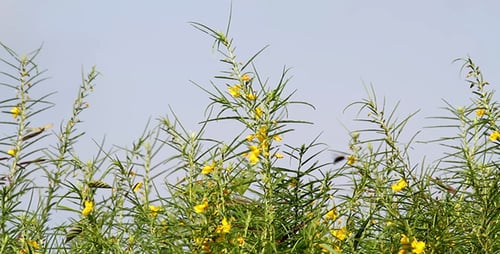 Wild Yellow Flower IV