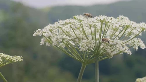 Bee Flying and Pollinating Flowering Plants on Flower Meadow