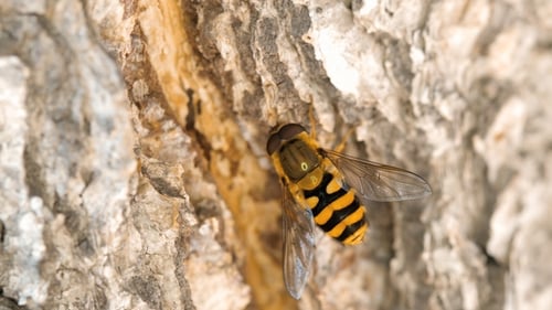 Hoverfly amarillo-negro