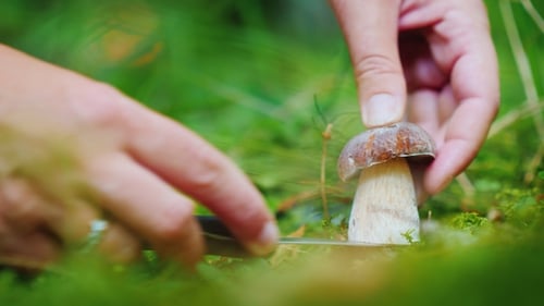 A Man Gently Cuts a White Mushroom in a Forest with a Knife. Mushroom Picking in the Forest