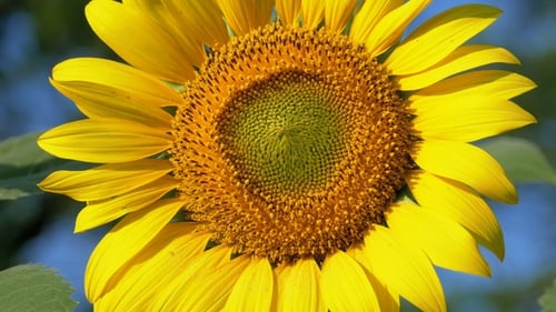 Girasol en el campo