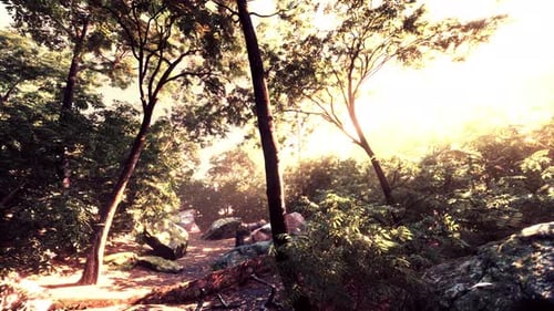 Colorful Mystical Forest with Sun Ray and Lens Flare at Morning