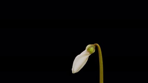 White Flower Blooming in Time-Lapse on Black