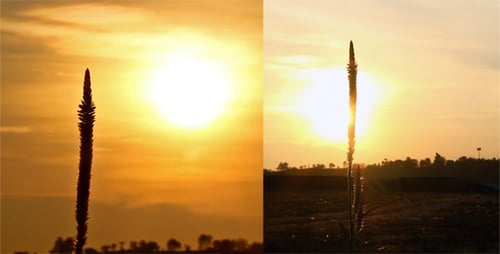 Sonnenuntergang und Blumen-Silhouette (2er-Pack)