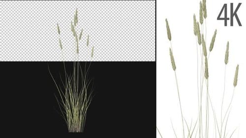 Apline Grass Growing On Alpha