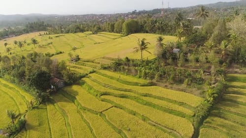 Rice Fields with Agricultural Land in Indonesia