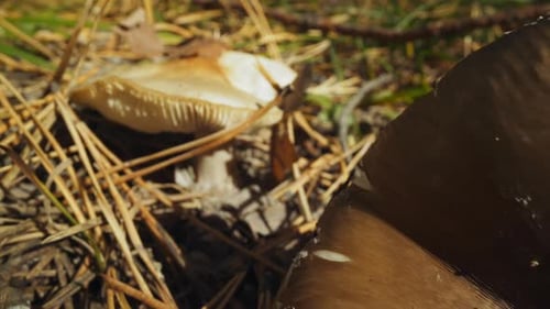 Mushrooms Growing on Forest Floor in Natural Environment