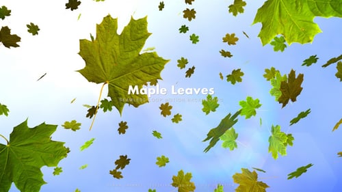 Maple Leaves