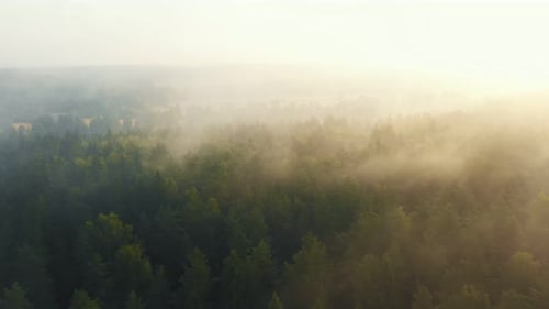 Drone Flying Through Thick Fog Towards Beautiful Forest Valley Covered with Mist on Epic Golden Hazy