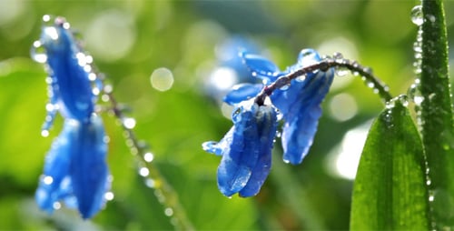 Spring Flowers