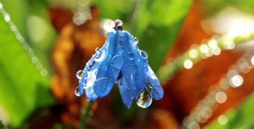 Spring Flower