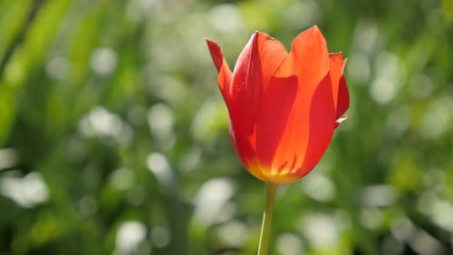 Red bulb of Tulipa gesneriana flower close-up 4K 2160 30fps UltraHD footage - Elegant Didier tulip