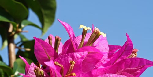 Bougainvillea And Blue Sky Close Up