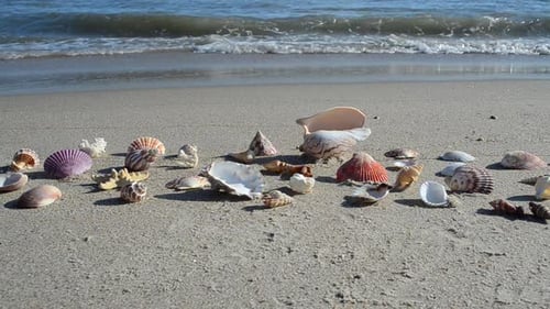 Cockleshells 19