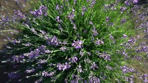 Bird's Eye View of Blooming Lavender Plant