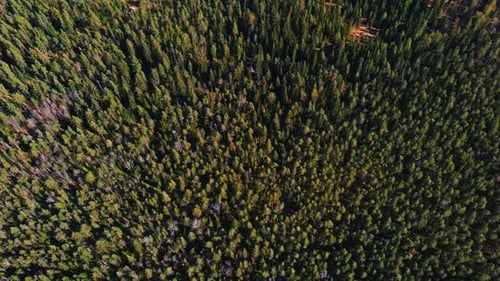 Vista aérea das copas das árvores de pinheiros em um dia ensolarado de primavera uma paisagem mágica