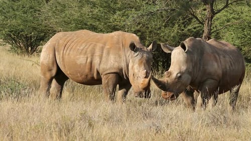 White Rhinos In Natural Habitat - South Africa