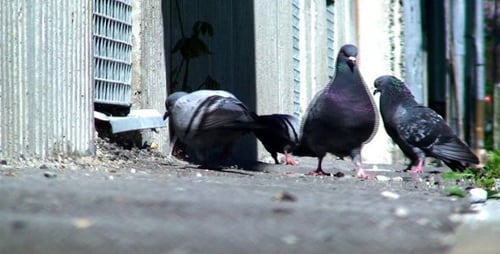 Pigeons in the City