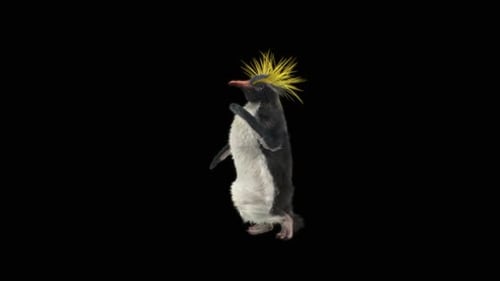 Baile de pingüinos HD