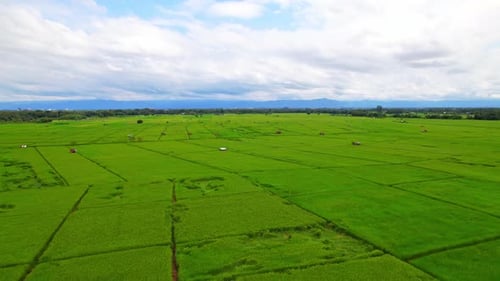 4K, Ein grünes Reisfeld, das im Wind weht, grüne Reispflanzen wachsen. Luftaufnahmen der Natur