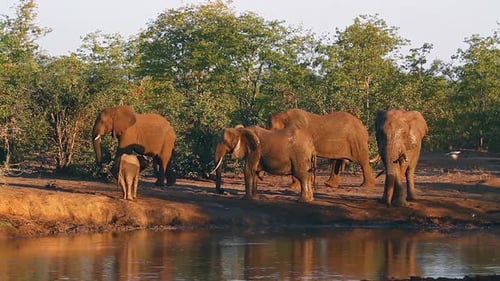 African bush elephant in Kruger National park, South Africa