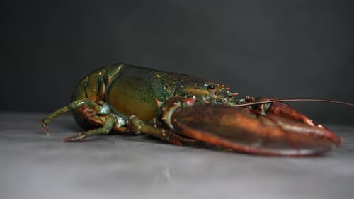 Lobster 58