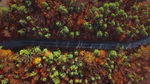 Aerial of Car Driving Through Sunny Autumn Forest.