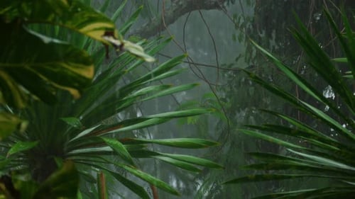 Tropical Downpour,