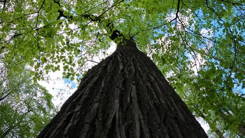 Green Trees on a Sunny Summer Day