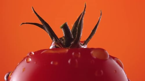 Rote reife Tomate mit grünem Schwanz in Wassertropfen rotiert auf rotem Studiohintergrund