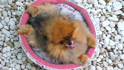 Chien poméranien amusant se relaxant en plein air