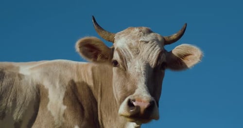 Kopf einer Milchkuh vor blauem Himmel