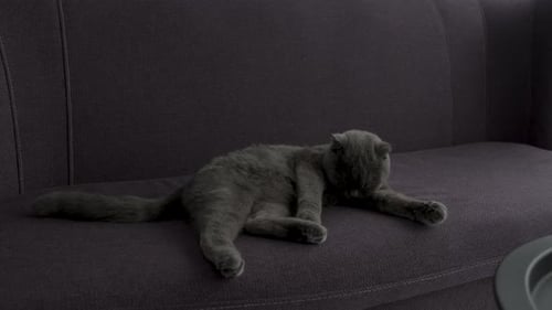Schottische Faltkatze, die auf dem Sofa liegt und sich zu Hause entspannt