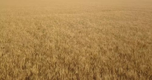 Flying Over A Yellow Field Of Wheat On A Hot Day In Summer