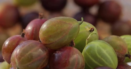 Pile of Wet Gooseberries in Close Up