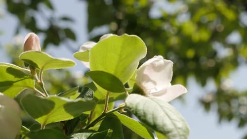 Cultivated quince tree branches on the wind 4K 2160p 30fps UltraHD footage - Close-up of white Cydon
