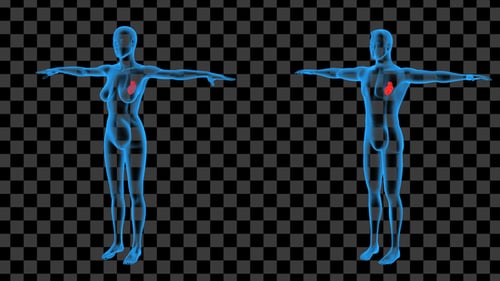 Animated Holographic Human Body Scan with Beating Heart