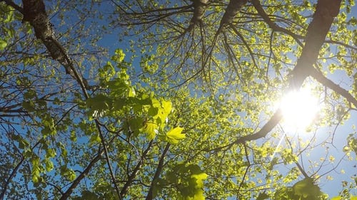 Ouverture des feuilles de printemps