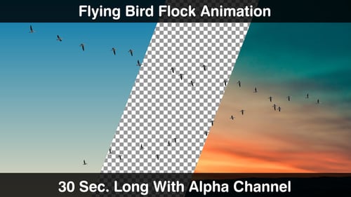 Animated Bird Flock Flying in V-Formation with Alpha Channel