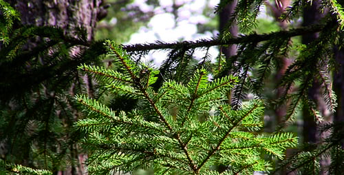 Close-Up of Evergreen Boughs in a Forest