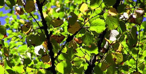 Herbstliche Blätter
