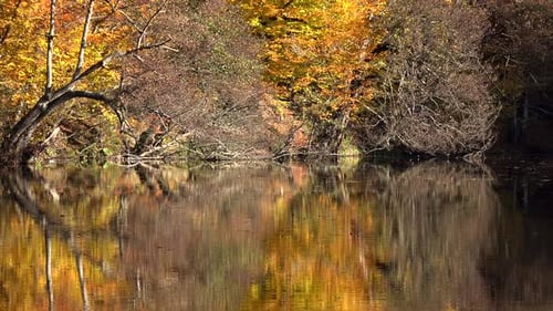 Reflection of Autumn Colors on the Lake Surface in the Fantastic Calm Forest