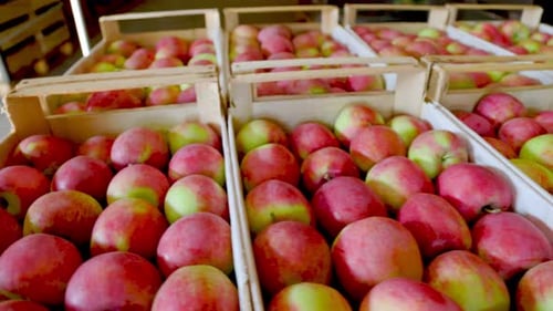 Fresh Red and Green Apples in Crates
