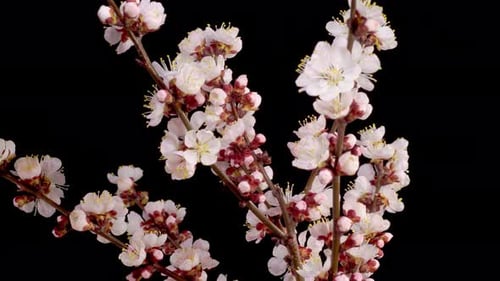 White Flowers Blossoms on the Branches of Apricot Tree