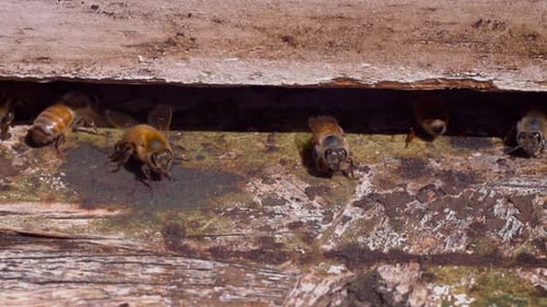 Bees entering a bee hive at a farm