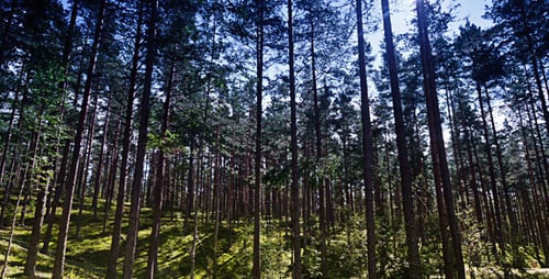 Sun In The Autumn Forest