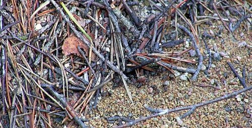 Ants Working at Their Nest in Forest
