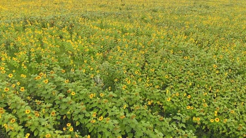 Aerial View Low Flight Over Sunflowers that Ripen in The Field